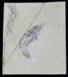 Cretaceous Fossil Shrimp - Lebanon #61560-1